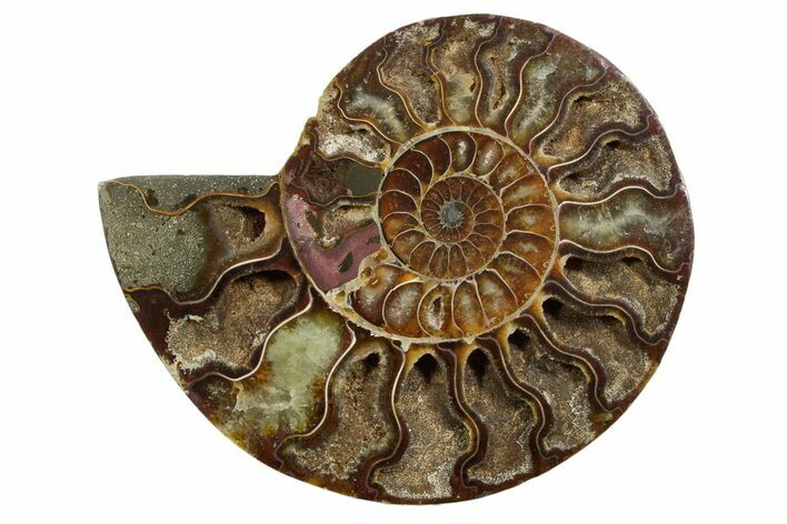 Cut & Polished Ammonite Fossil (Half) - Madagascar #347519